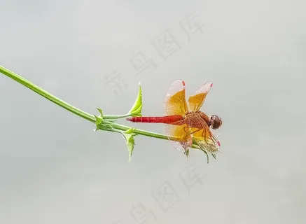 藤蔓上的一只红蜻蜓