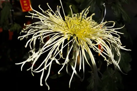 怒放盛开的菊花摄影图 怒放盛开的菊花摄影图