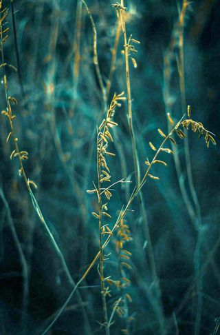 藤曼森林里面藤曼特写昏暗