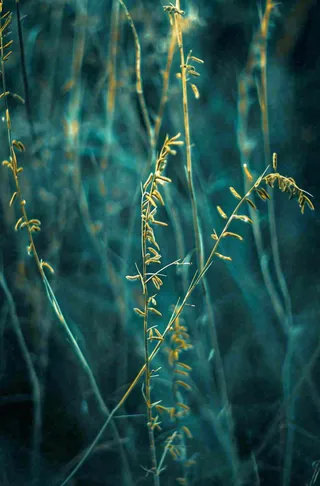 藤曼森林里面藤曼特写昏暗