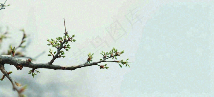 春天枝叶萌芽发芽绿叶，简约清新立春摄影图