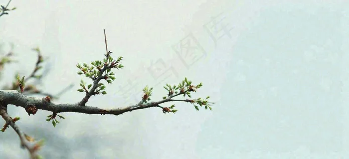 春天枝叶萌芽发芽绿叶，简约清新立春摄影图(1616x736)