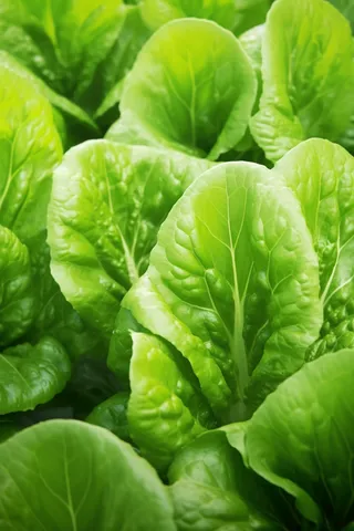 菜园里的青菜摄影图