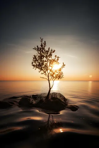 光照折射海面树枝浪花背景