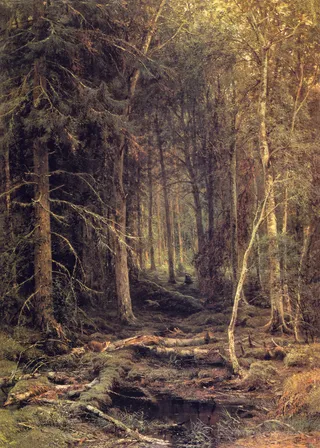 高清树林森林美景