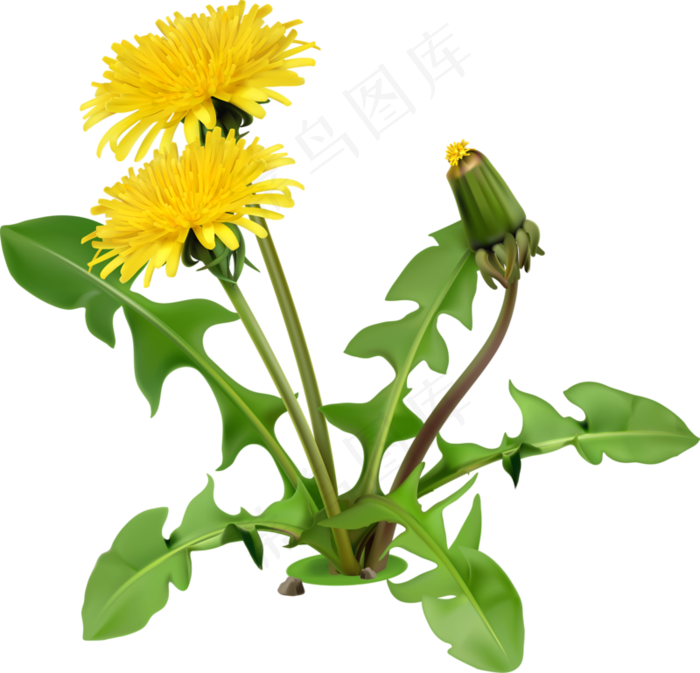 手绘草本中药药材