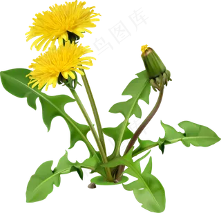 手绘草本中药药材