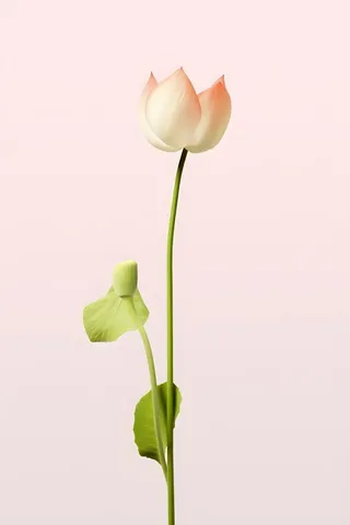 荷叶白色简约背景