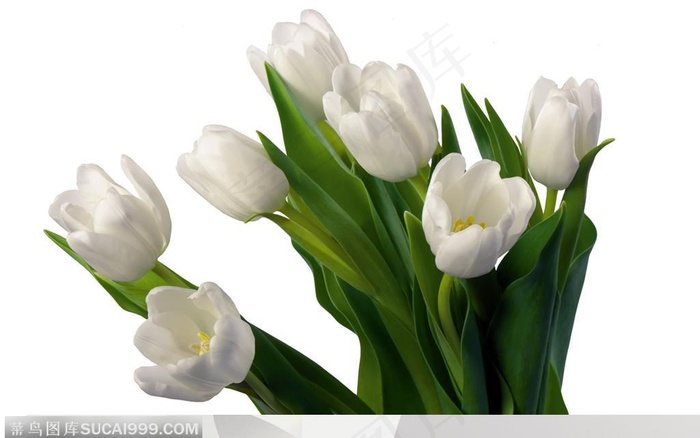 清新花朵白色郁金香背景高清图片