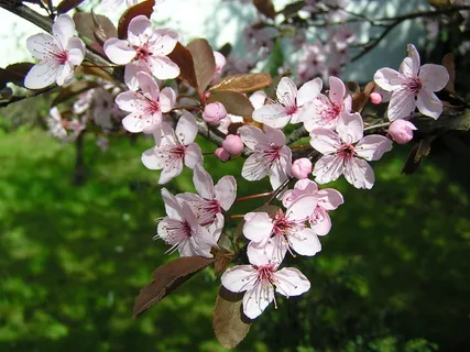 粉色五瓣梅花图片 粉色五瓣梅花图片