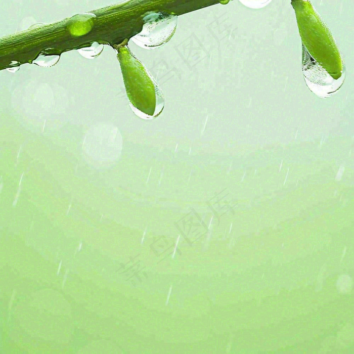 清新绿色春天绿芽叶子雨水露珠，春分谷雨摄影图(1024x1024)