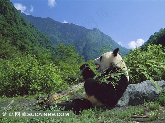 食竹叶的大熊猫素材