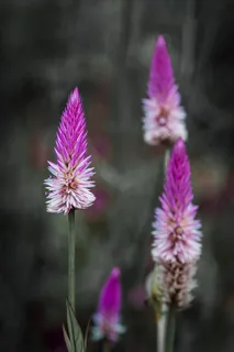 植物青葙花图片 植物青葙花图片
