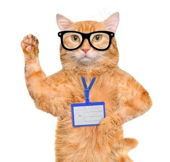 戴眼镜的小猫 戴眼镜的小猫