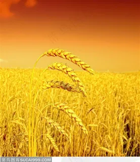 金黄色的麦穗高清图片 金色的秋天 金黄色的麦穗高清图片 金色的秋天