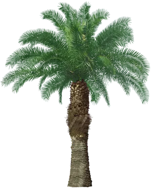 高清树木素材 免抠PSD植物素材 美术绘画园林贴图 树草灌木花草