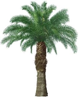 高清树木素材 免抠PSD植物素材 美术绘画园林贴图 树草灌木花草 高清树木素材 免抠PSD植物素材 美术绘画园林贴图 树草灌木花草
