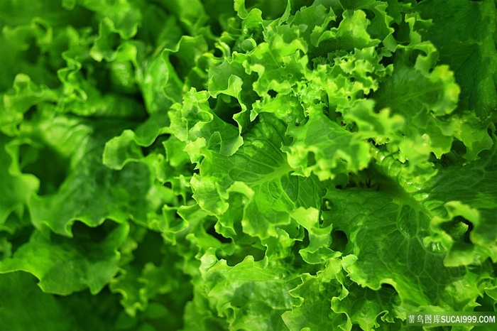 新鲜生菜图片