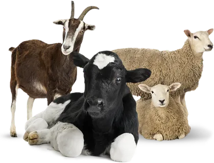 奶牛山羊动物素材