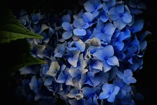 蓝色绣球手捧花图片