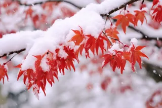 冬天雪景枫叶树上盖满了白雪摄影图