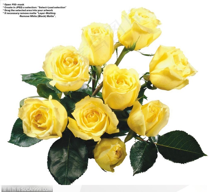 玫瑰花束-一束黄色玫瑰花