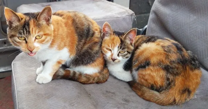 两只漂亮的小花猫