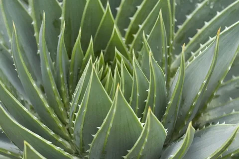花园绿色植物盆栽图片 花园绿色植物盆栽图片