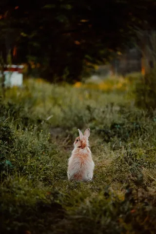 白色可爱兔子摄影素材