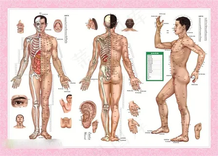 人体穴位图高清图片