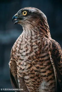 眼神犀利伸长脖子的鹰 眼神犀利伸长脖子的鹰