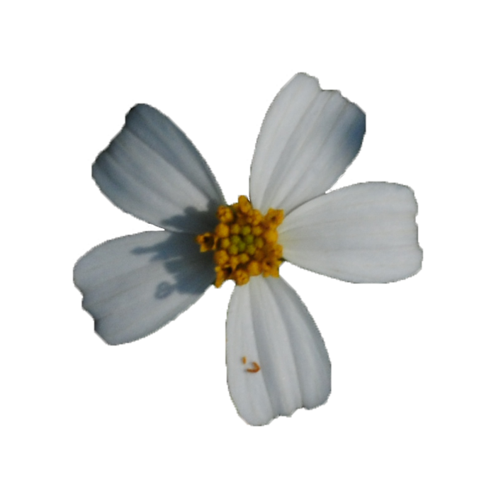 白色清丽小雏菊元素免抠