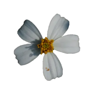 白色清丽小雏菊元素免抠