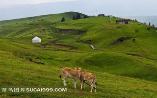 山坡上的牛和蒙古包