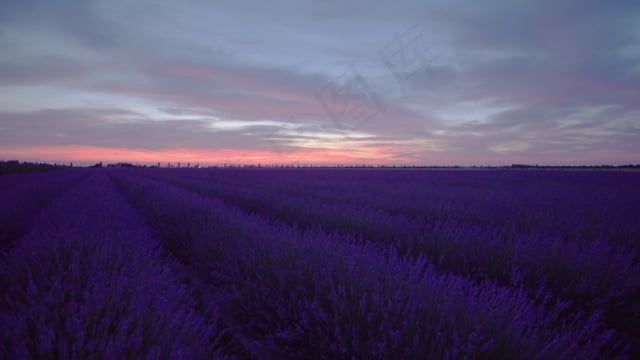 薰衣草, 花朵, 花蜜, 原野, 草地, 盛开, 春天