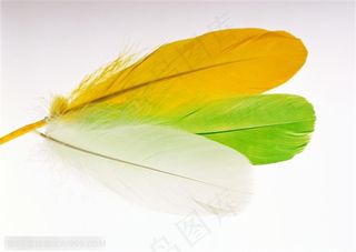 羽毛-一根白色和绿色还有黄色羽毛摆放在一起