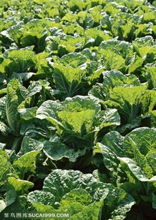 农作物-地里种植的大白菜特写