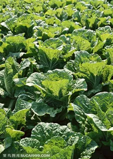 农作物-地里种植的大白菜特写
