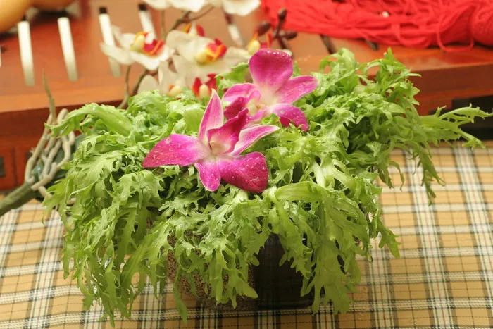 苦菊 (1)