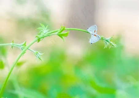 小草上的两只豆灰蝶