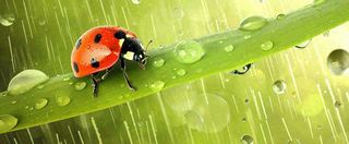 春天雨水叶子绿叶上的七星瓢虫，虫类，谷雨春分摄影图