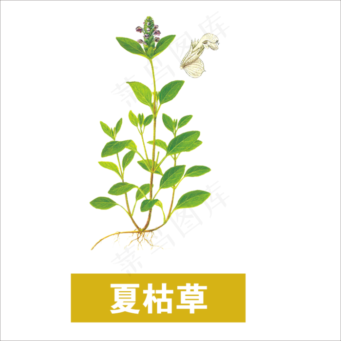 手绘草本中药药材夏枯草