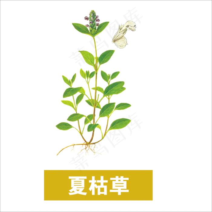 手绘草本中药药材夏枯草