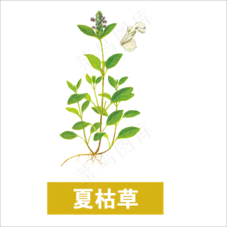 手绘草本中药药材夏枯草