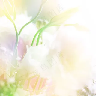 清新鲜花图片下载