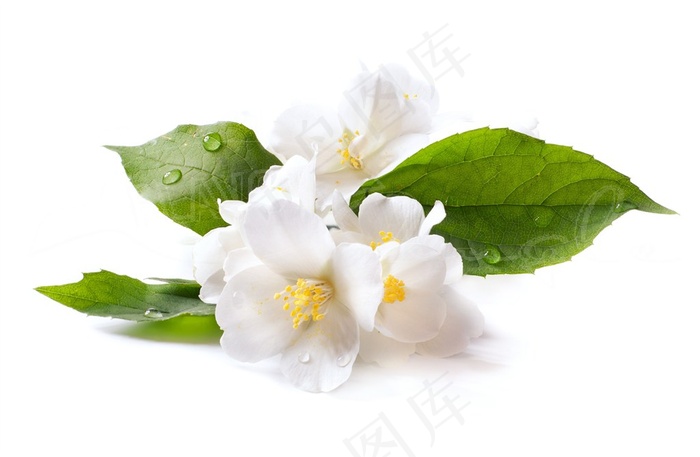 白色花朵图片