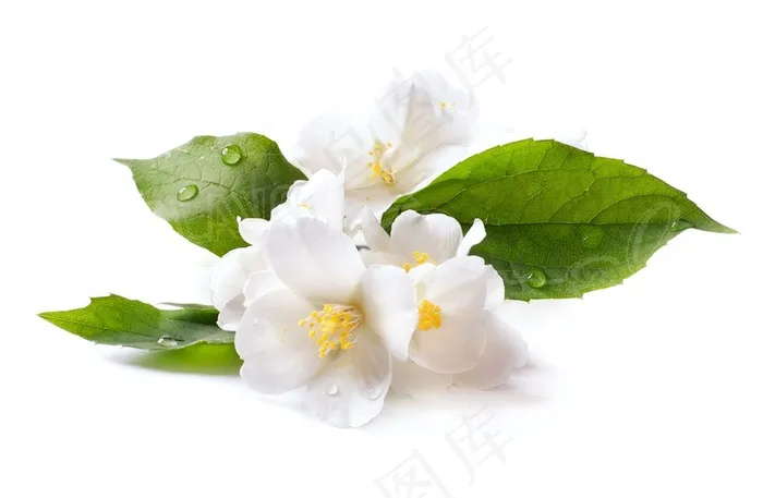 白色花朵图片