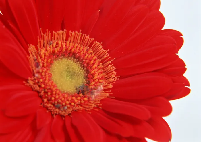 花朵红色花心
