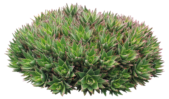 高清树木素材 免抠PSD植物素材 美术绘画园林贴图 树草灌木花草