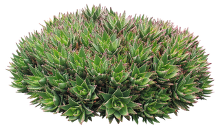 高清树木素材 免抠PSD植物素材 美术绘画园林贴图 树草灌木花草